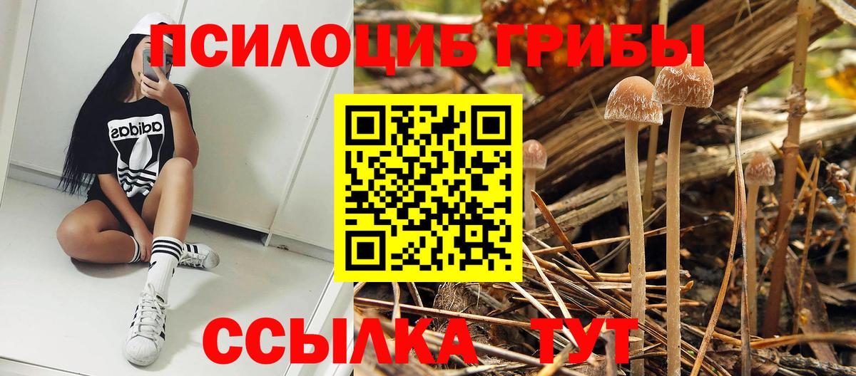 Ногинск  Галлюциногенные грибы Psilocybine cubensis  Вход с VPN 